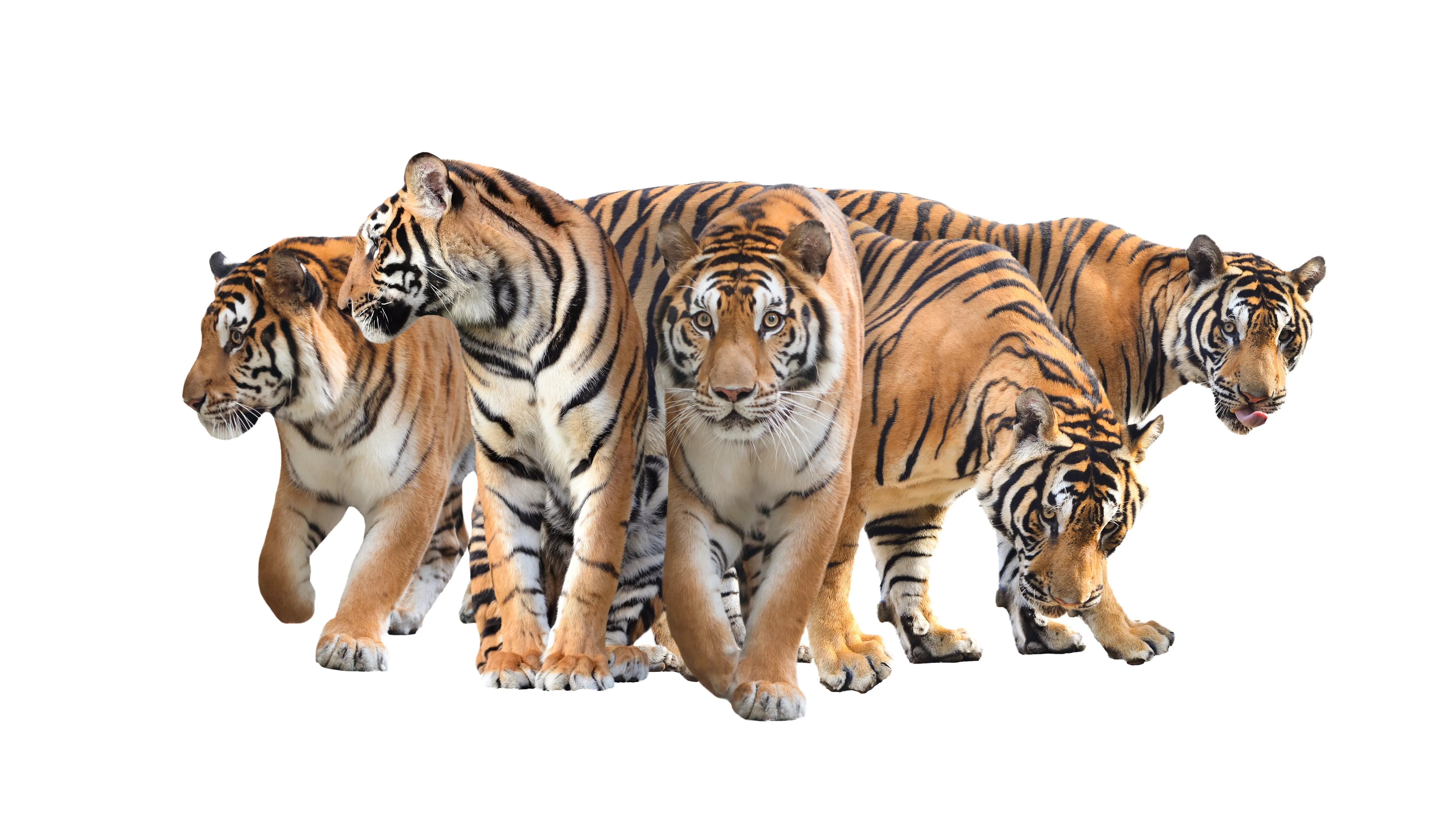 Five Bengal tigers with distinct orange and black stripes, standing and walking close to each other against a white background. Their eyes focus forward as they exhibit natural behaviors.