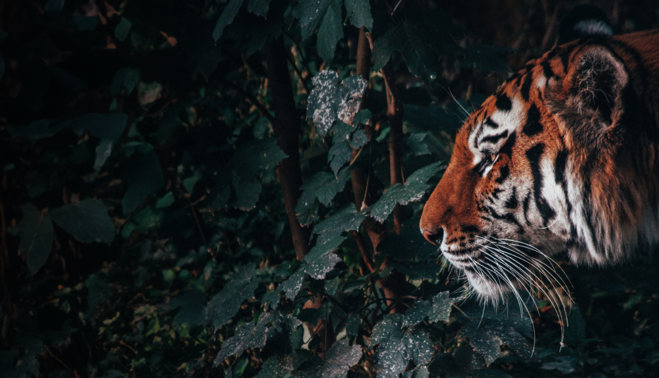 A tiger with vibrant orange fur and black stripes walks through dense, dark foliage. Its face is in profile, showcasing its intense gaze and long white whiskers, creating a dramatic contrast against the shadowy background.
